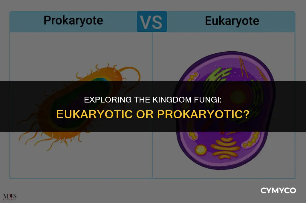 is kingdom fungi eukaryotic or prokaryotic