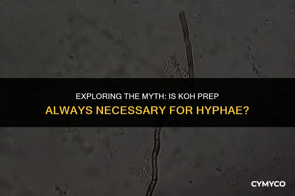 is koh prep always for hyphae