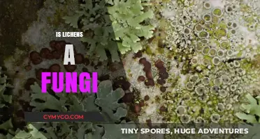 Unveiling the Mystery: Lichens - Nature's Symbiotic Fungi