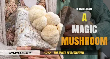 Exploring the Mystique: Is Lion's Mane a Magic Mushroom?