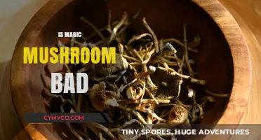 Exploring the Effects: Are Magic Mushrooms Harmful?