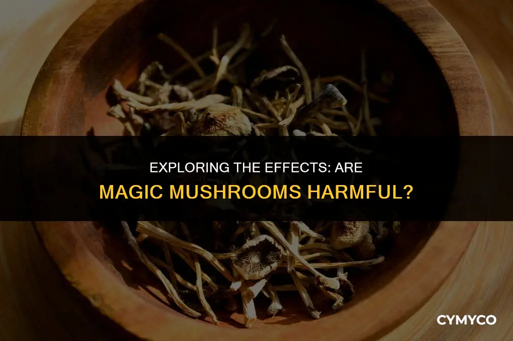 is magic mushroom bad