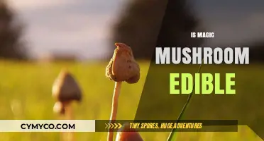 Exploring the Edibility and Effects of Magic Mushrooms