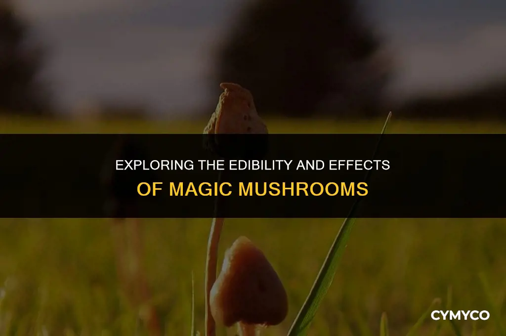 is magic mushroom edible