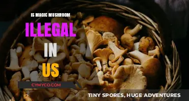 Exploring the Legal Landscape of Magic Mushrooms in the United States