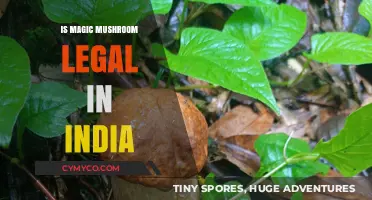 Exploring the Legal Landscape of Magic Mushrooms in India