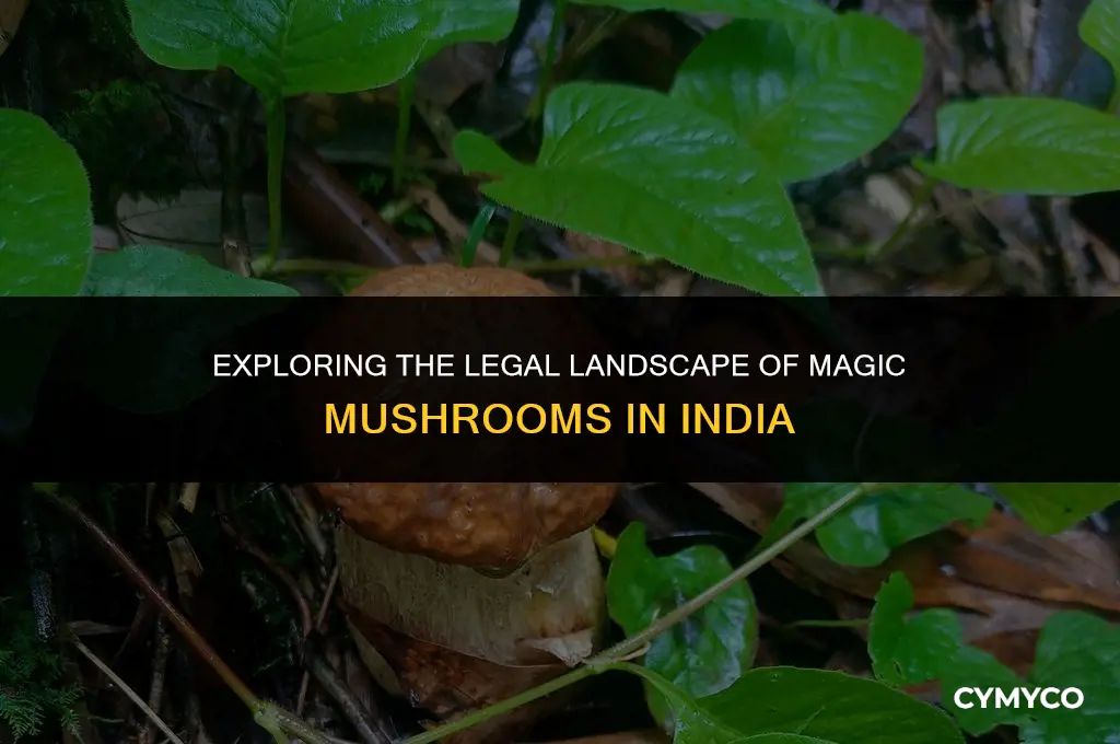is magic mushroom legal in india