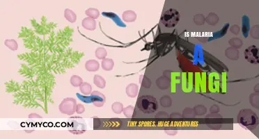 Exploring the Myth: Malaria - A Fungal Infection?