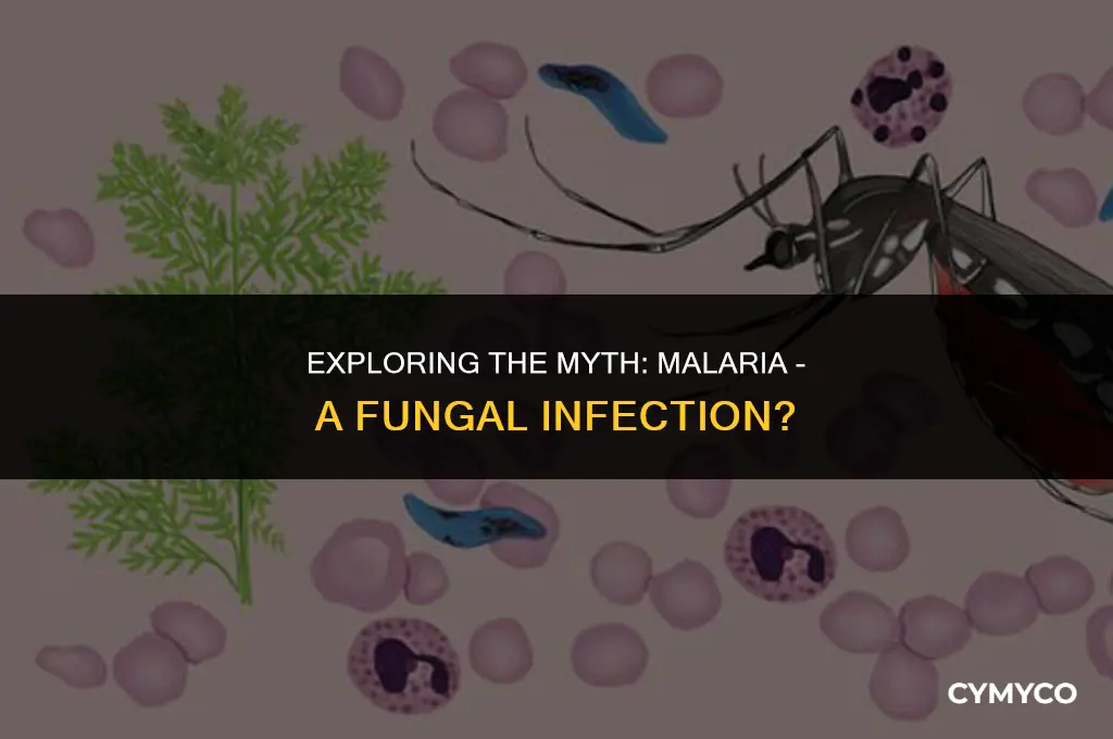 is malaria a fungi