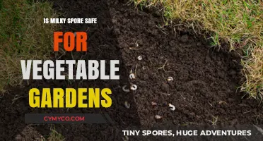 Gardening Safely: The Truth About Milky Spore in Vegetable Gardens