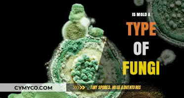 Unveiling the Truth: Is Mold a Type of Fungi?