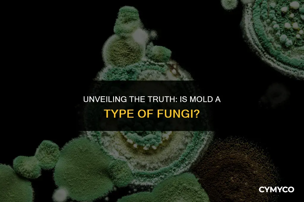 is mold a type of fungi
