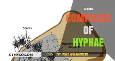 Unveiling the Truth: Mold's Hyphae Composition Explained