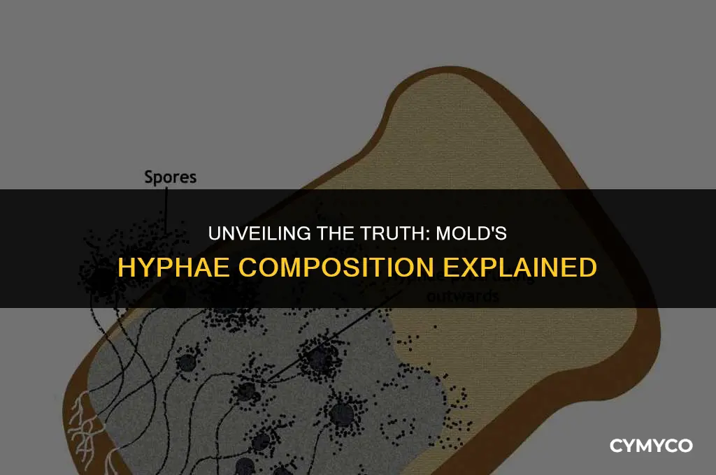 is mold composed of hyphae