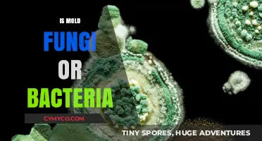 Unveiling the Truth: Mold - A Fungal Intruder or Bacterial Menace?