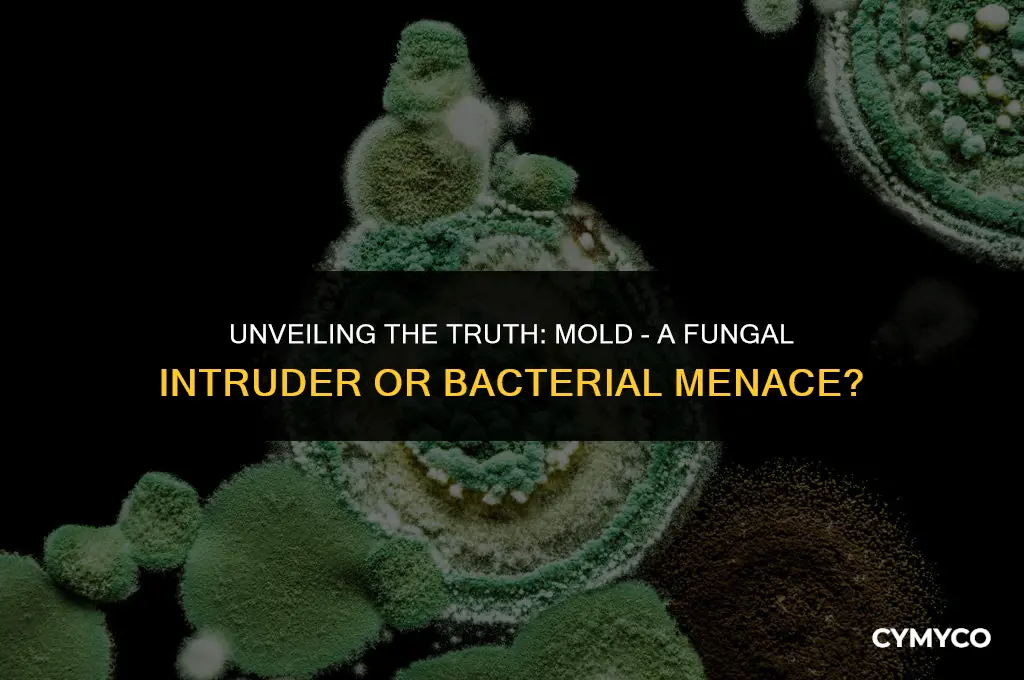 is mold fungi or bacteria