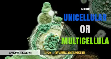 Unveiling the Cellular Mysteries of Mold: A Comprehensive Guide