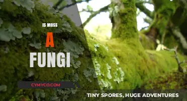 Unveiling the Truth: Is Moss a Fungi or Something Else?