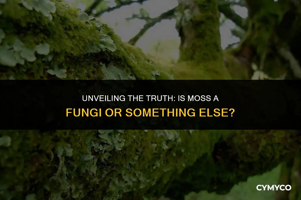 is moss a fungi