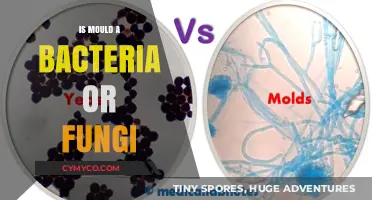 Unveiling the Truth: Mould - A Fungal Intruder, Not Bacterial