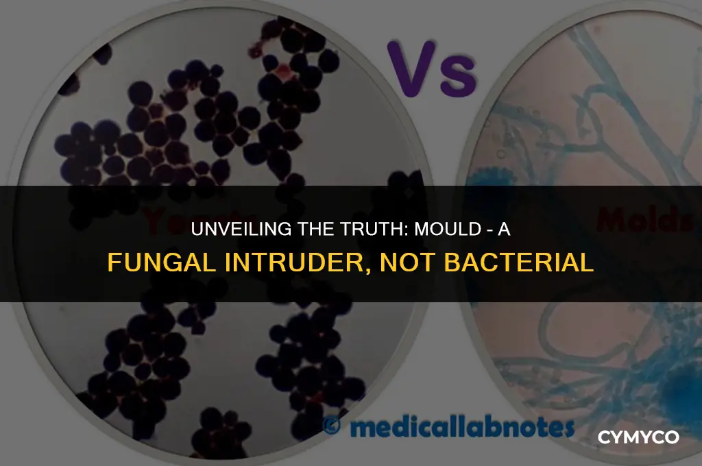 is mould a bacteria or fungi