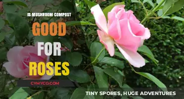 Mushroom Compost Benefits: Boosting Rose Health and Blooming Potential