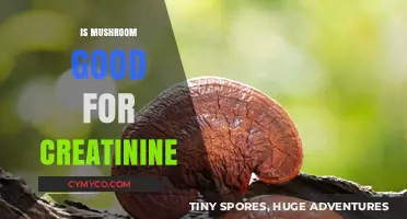 Mushroom Benefits: Can They Help Lower Creatinine Levels Naturally?