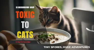 Can Cats Safely Eat Mushroom Soup? Toxicity Risks Explained