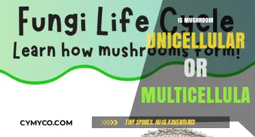 Exploring the Cellular Nature of Mushrooms: Uni or Multi?