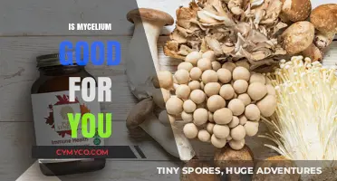 Mycelium Benefits: Unlocking Health and Wellness Potential for You