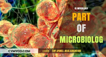 Exploring the Fascinating World of Mycology: A Branch of Microbiology?