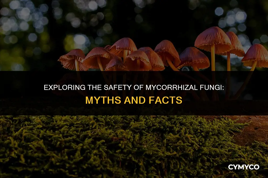 is mycorrhizal fungi dangerous