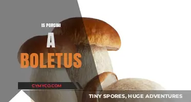 Exploring the Porcini-Boletus Connection: A Culinary and Botanical Journey