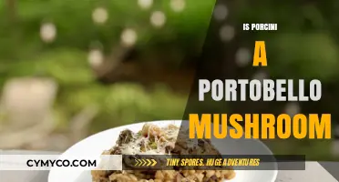 Exploring the Differences: Porcini vs. Portobello Mushrooms