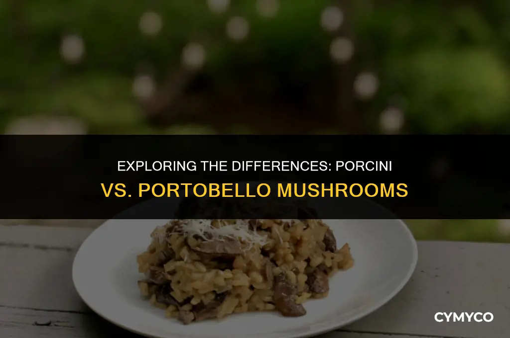 is porcini a portobello mushroom