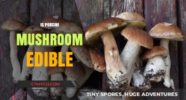 Exploring the Edibility and Delights of Porcini Mushrooms