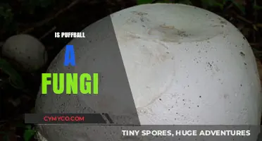 Exploring the Fascinating World of Puffballs: A Fungal Journey