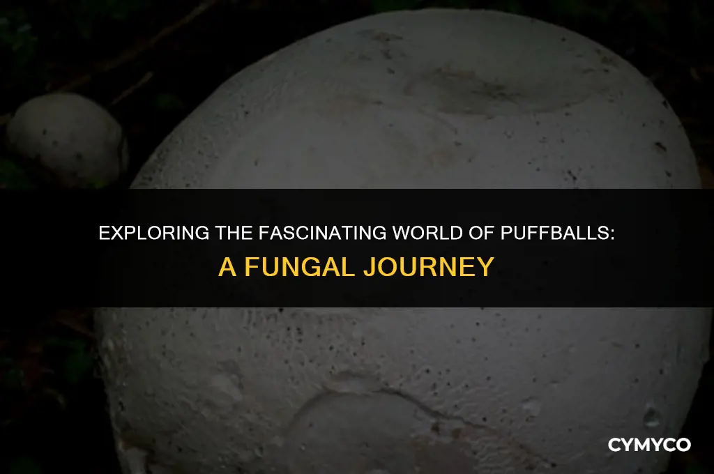 is puffball a fungi