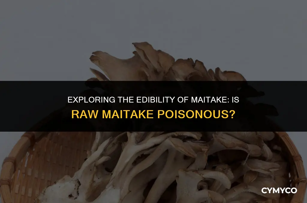 is raw maitake poisonous