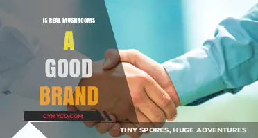 Is Real Mushrooms a Good Brand? A Comprehensive Review and Analysis