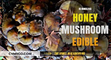 Ringless Honey Mushroom: Edible or Not? A Comprehensive Guide