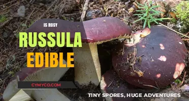 Is Rosy Russula Edible? A Guide to Safe Mushroom Foraging