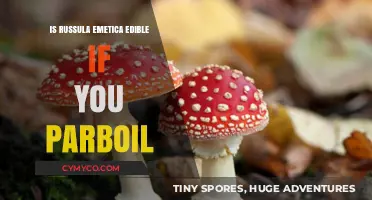 Can You Safely Eat Russula Emetica After Parboiling? Facts Revealed