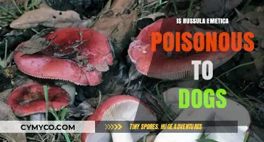 Russula Emetica: Is This Mushroom Poisonous to Dogs?