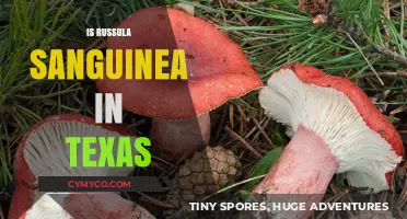 Russula Sanguinea in Texas: Identification, Habitat, and Edibility Explored