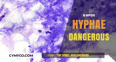 Unveiling the Truth: Are Septate Hyphae Dangerous?
