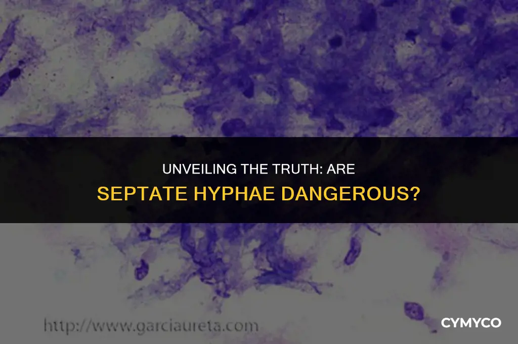 is septate hyphae dangerous