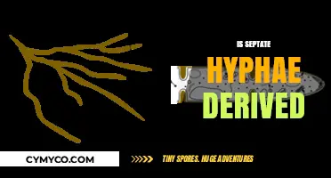 Exploring the Origins: Is Septate Hyphae Derived or Ancestral?