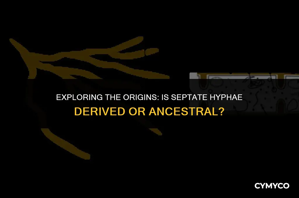 is septate hyphae derived