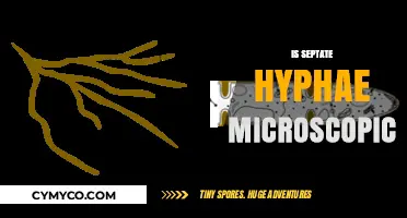 Exploring the Microscopic World of Septate Hyphae: A Detailed Look